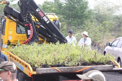 ばっこうやなぎ2500本