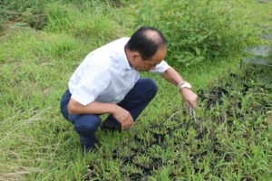 苗木の生育状況の確認